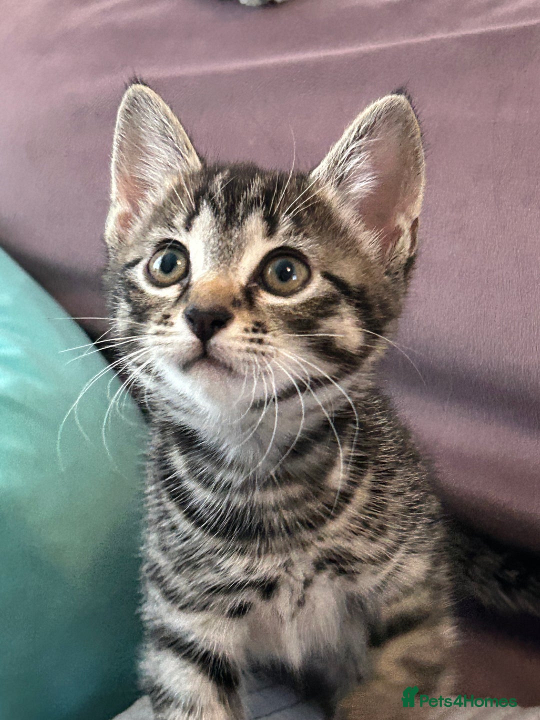 Mixed Breed cats for sale: Precious Fur Babies - Image 4