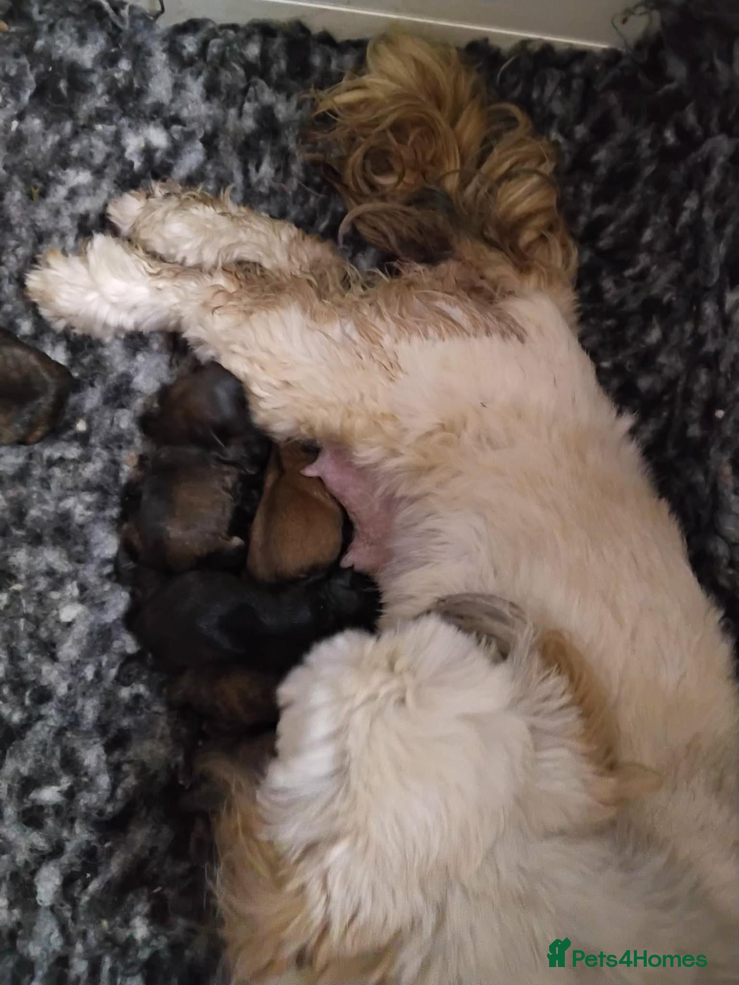 Lhasa Apso dogs Beautiful lhasa apso puppies  - Advert 5