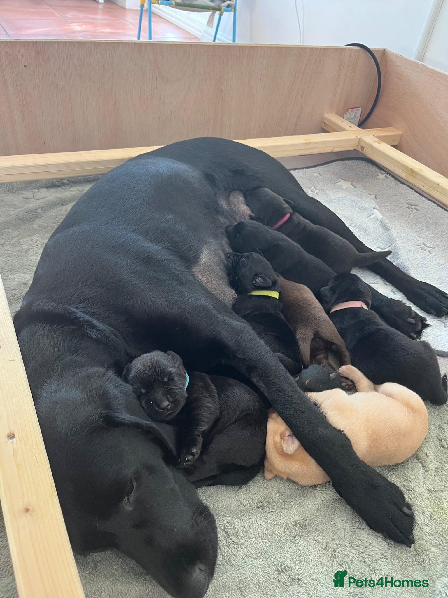 Labrador Retriever dogs KC Registered Labrador Puppies  - Advert 2