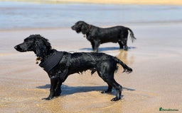 Cockapoo dogs for sale: Exceptional cockapoo pups- 1 Boy, 1 Girl left!! - Image 31