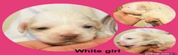 Maltipoo dogs for sale: Last girl left 6 wks old Beautiful maltipoo puppy - Advert 19