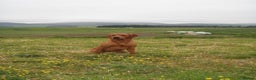 Labrador Retriever dogs for stud: Fox Red Labrador for Stud in Crieff - Advert 2