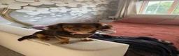 Chiweenie dogs for sale: Chiweenie pups - Advert 3