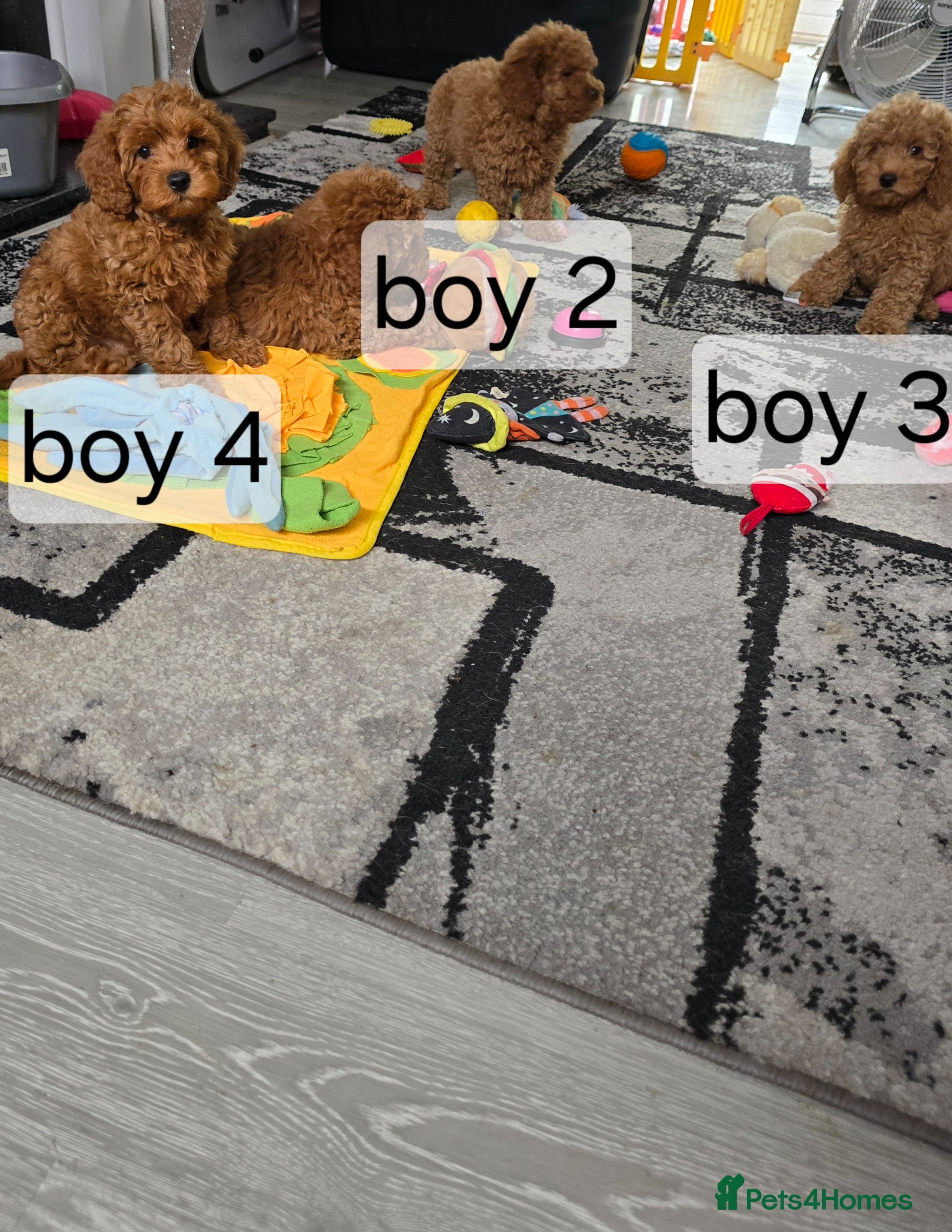 Cavapoo dogs BOYS LEFT ONLY cavapoo pups ready to leave  - Advert 1