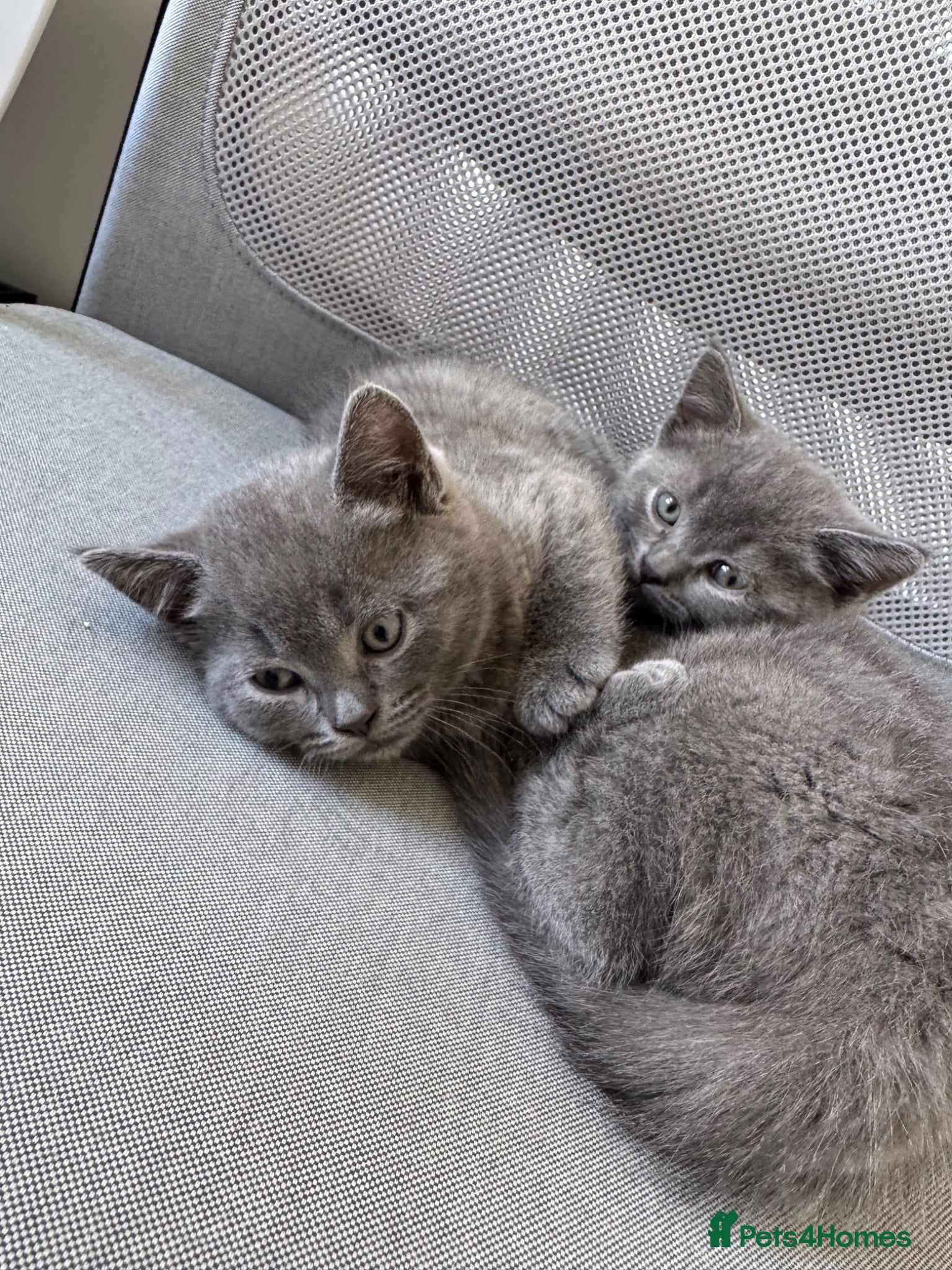British Shorthair cats Adorable British Shorthair Blue Kittens - Advert 4