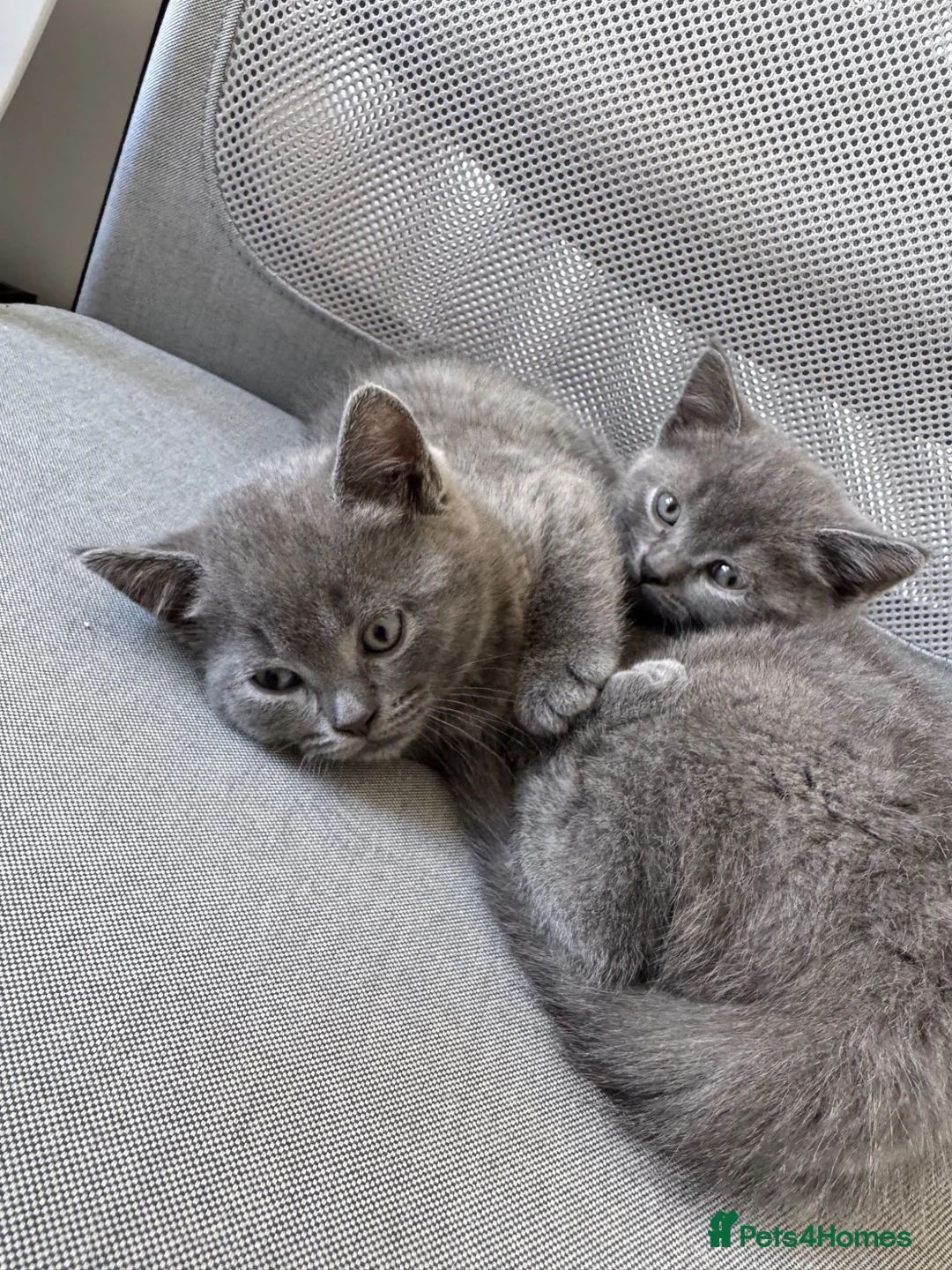 British Shorthair cats for sale: Adorable British Shorthair Blue Kittens in Chard - Advert 1