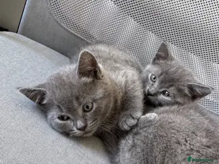 British Shorthair cats Adorable British Shorthair Blue Kittens - Advert 4