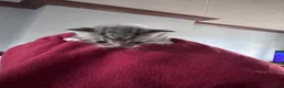 British Shorthair cats for sale: British Shorthair X Tabby Kittens - Advert 13
