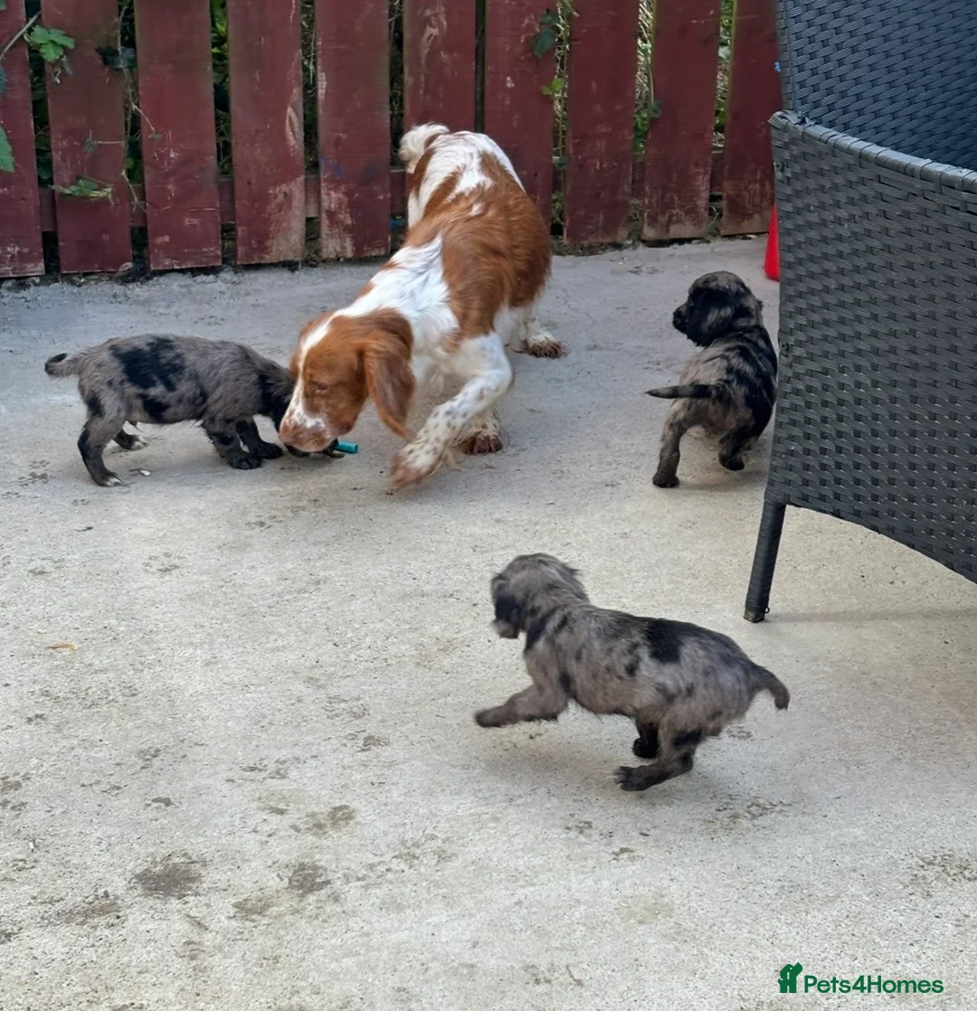 Cocker Spaniel dogs for sale: Colourful Cocker Spaniels  - Advert 1
