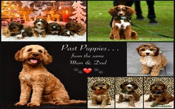 Cockapoo dogs for sale: 🌟Rare Reverse F1B Sable🌟DNA CLEAR Mini Cockapoos - Image 20