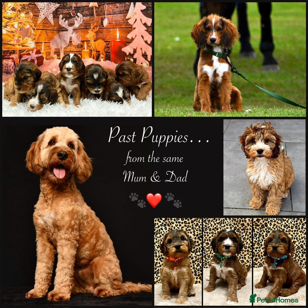Cockapoo dogs for sale: 🌟Rare Reverse F1B Sable🌟DNA CLEAR Mini Cockapoos - Image 20
