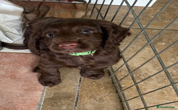 Cocker Spaniel dogs - Advert 1