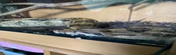 Boa Snake reptiles for sale: \rehome salmon hep - Advert 3