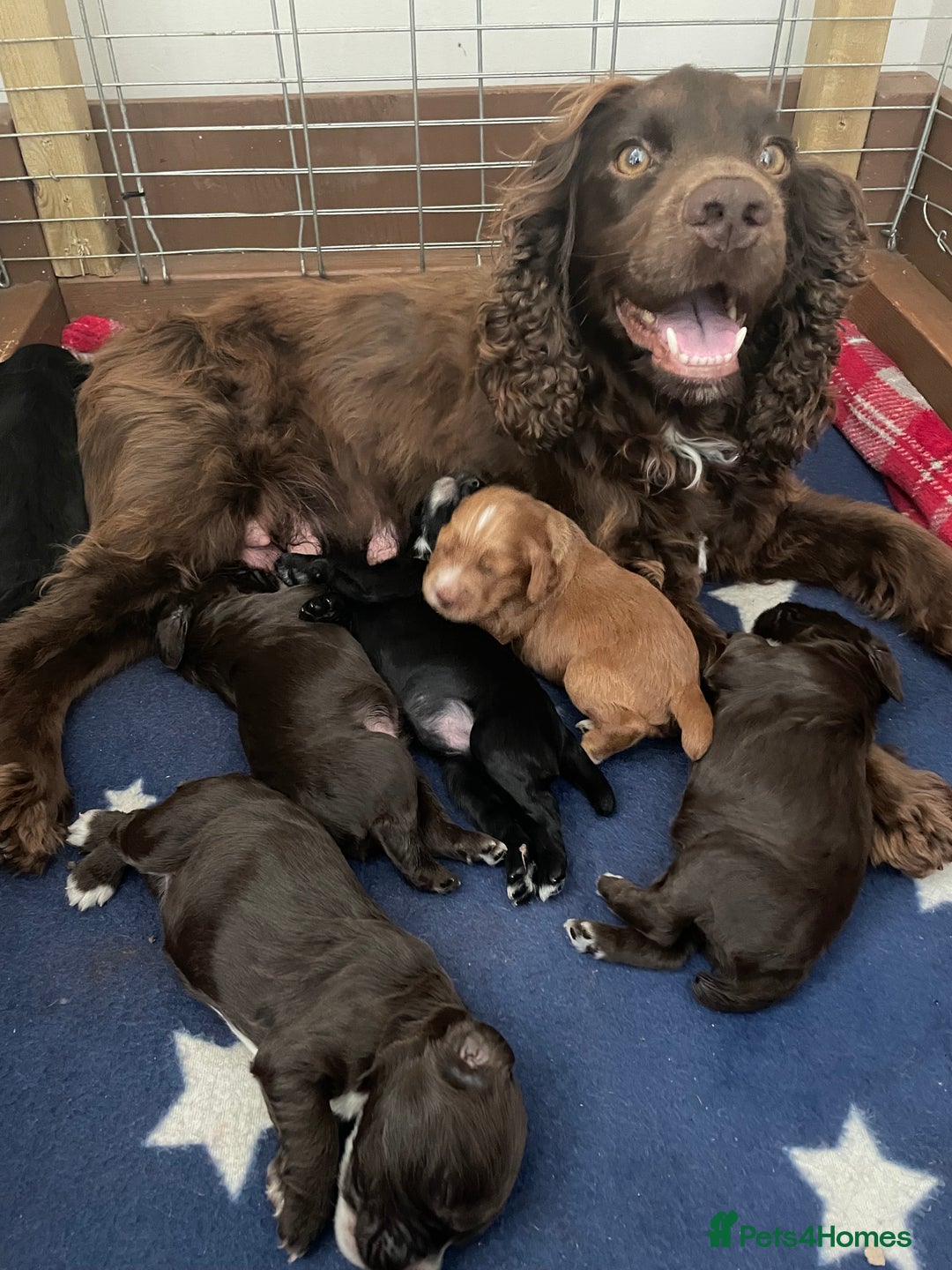 Cocker Spaniel dogs for sale: Cocker Spaniel ready for his new home - Image 5