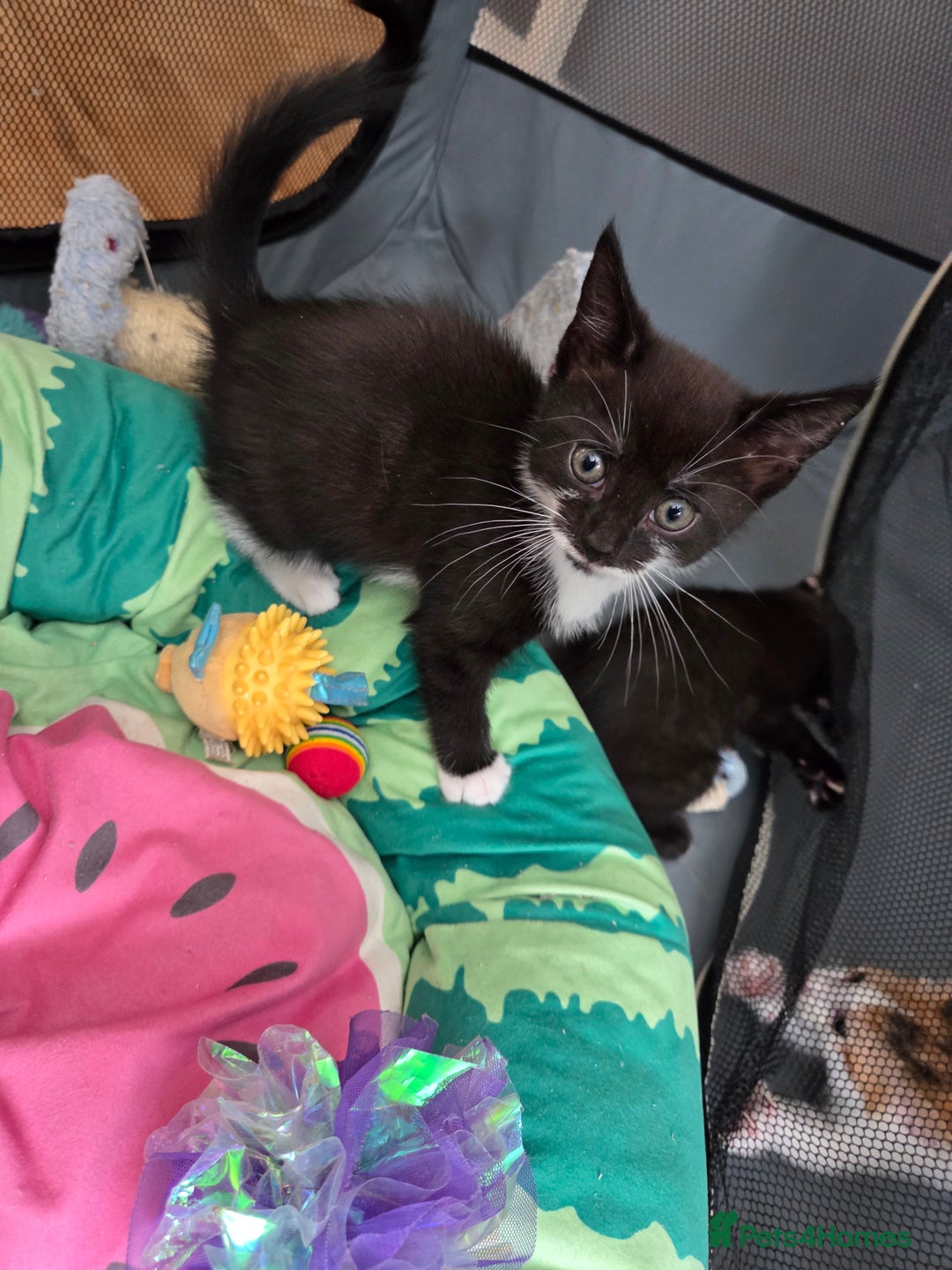 Mixed Breed cats for sale: 🐾Last Kitten – Black & White Boy Ready Now🐾 - Image 4