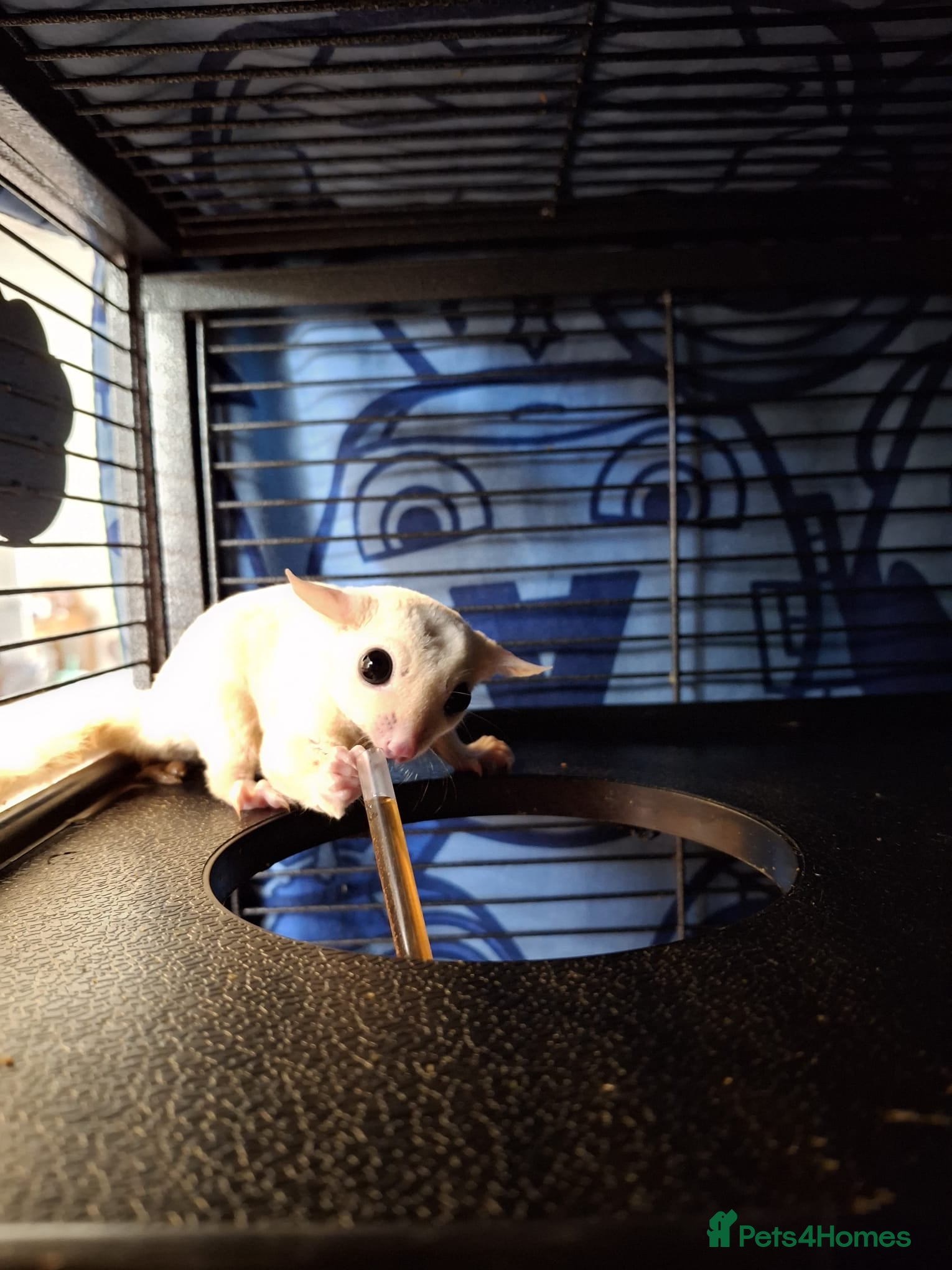 Sugar Glider rodents Pair of male Sugar Gliders  - Advert 16