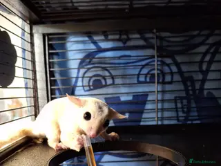 Sugar Glider rodents Pair of male Sugar Gliders - Advert 16