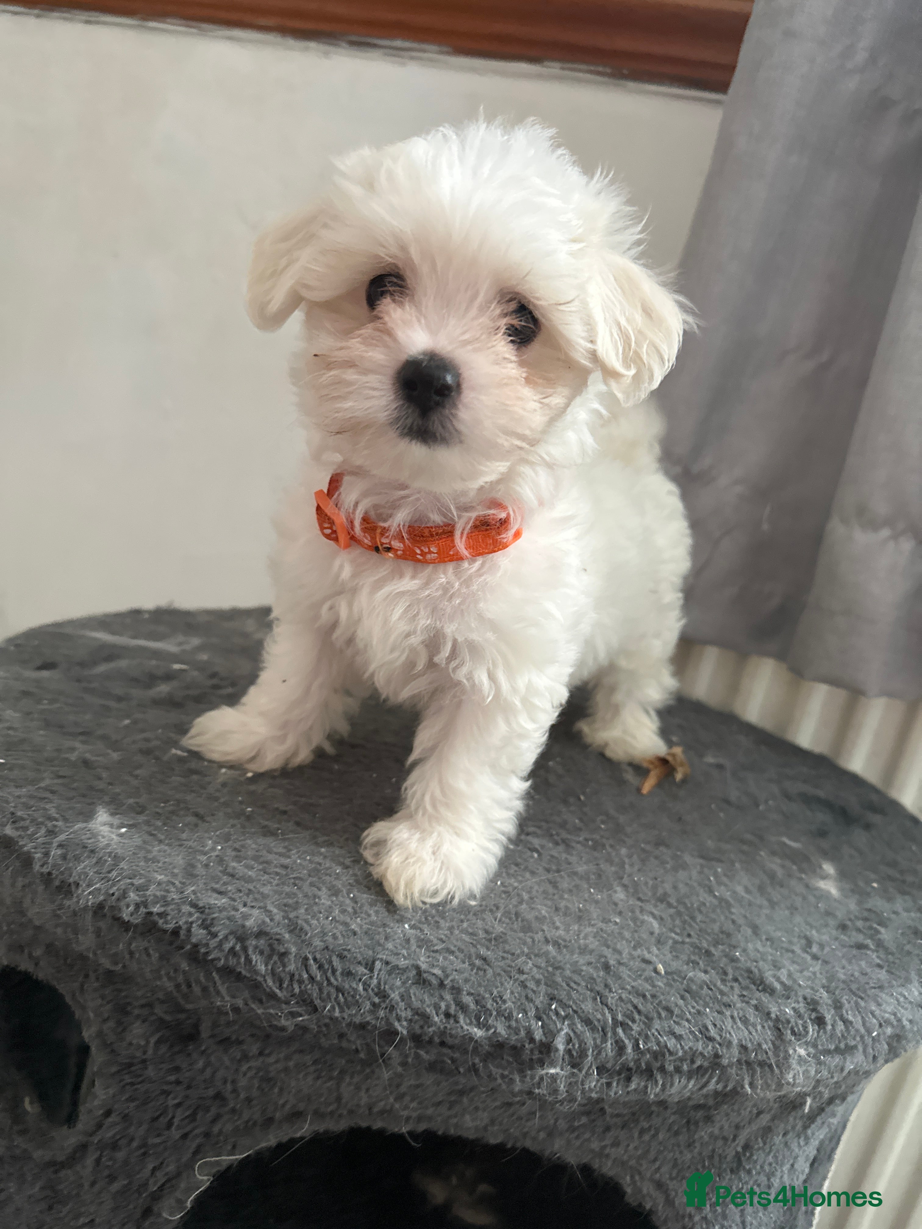 Maltese dogs Maltese puppies - Advert 2