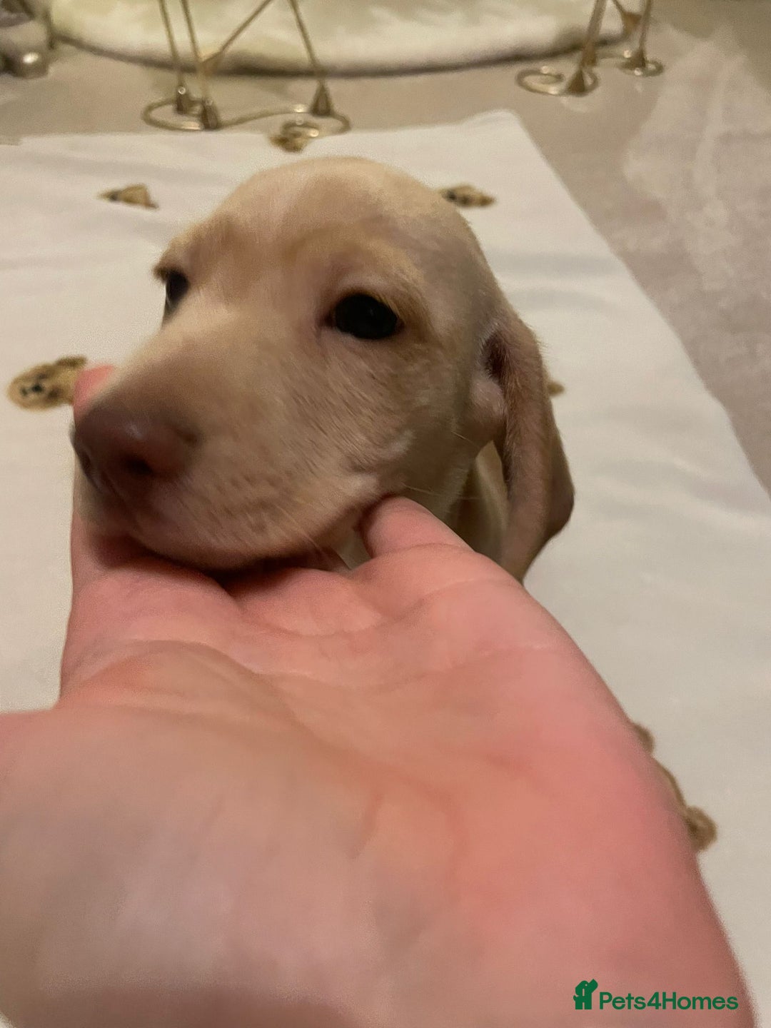 Dachshund dogs for sale: 3 adorable dachshunds puppies 2 boy 1 girls - Advert 4