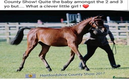 Arabian horse horses for sale: 67% stunning part arab mare prolific in hand - Image 6