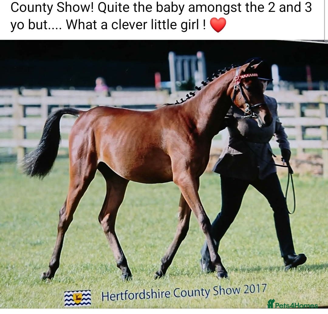 Arabian horse horses for sale: 67% stunning part arab mare prolific in hand - Image 6