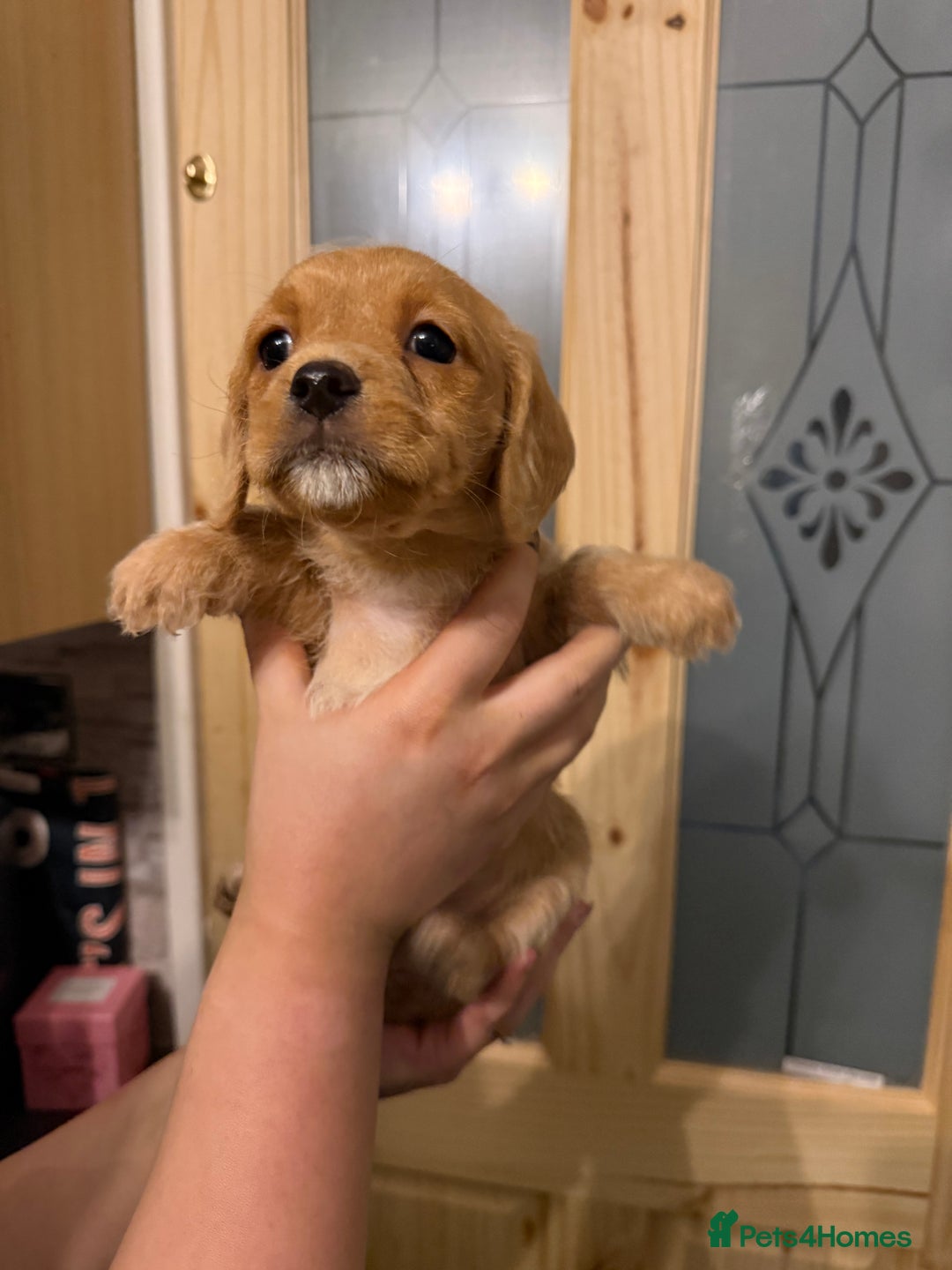 Mixed Breed dogs for sale: Dachshund/cavapoo - Advert 2