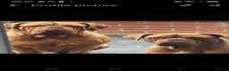 Dogue De Bordeaux dogs for stud: Dogue de bordeaux  in Margate - Advert 2