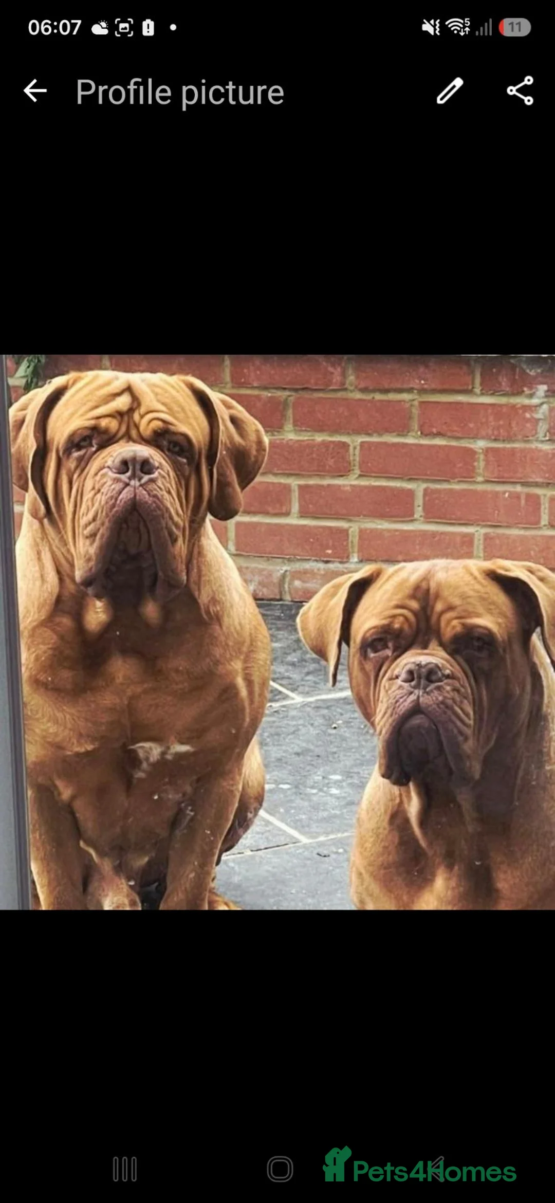 Dogue De Bordeaux dogs for stud: Dogue de bordeaux  in Margate - Advert 2