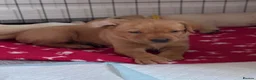Labrador Retriever dogs for sale: Kennel Club Registered Labrador Puppies 🐾 - Advert 6