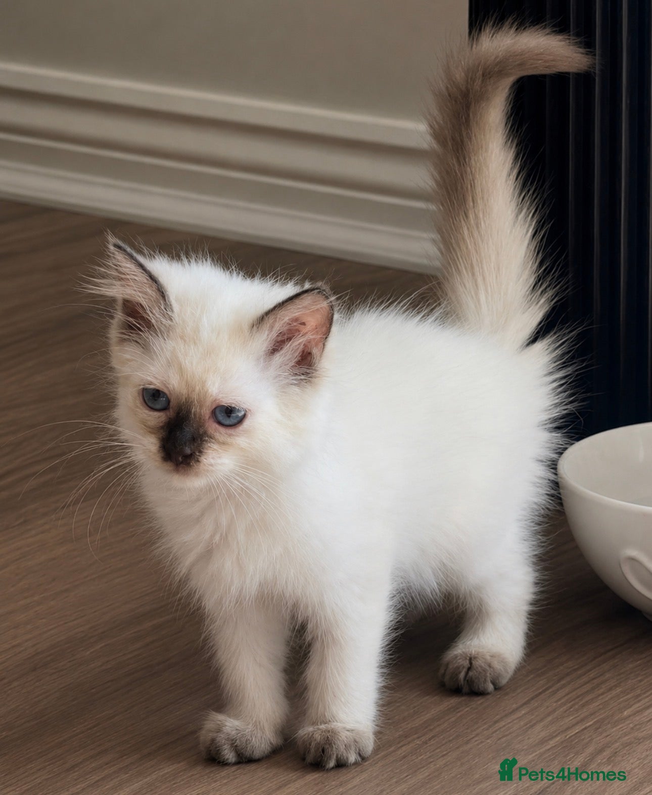 Ragdoll cats Ragdoll kittens GCCF champion breed show quality  - Advert 2