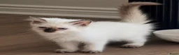 Ragdoll cats for sale: Ragdoll kittens GCCF champion breed show quality  - Advert 24