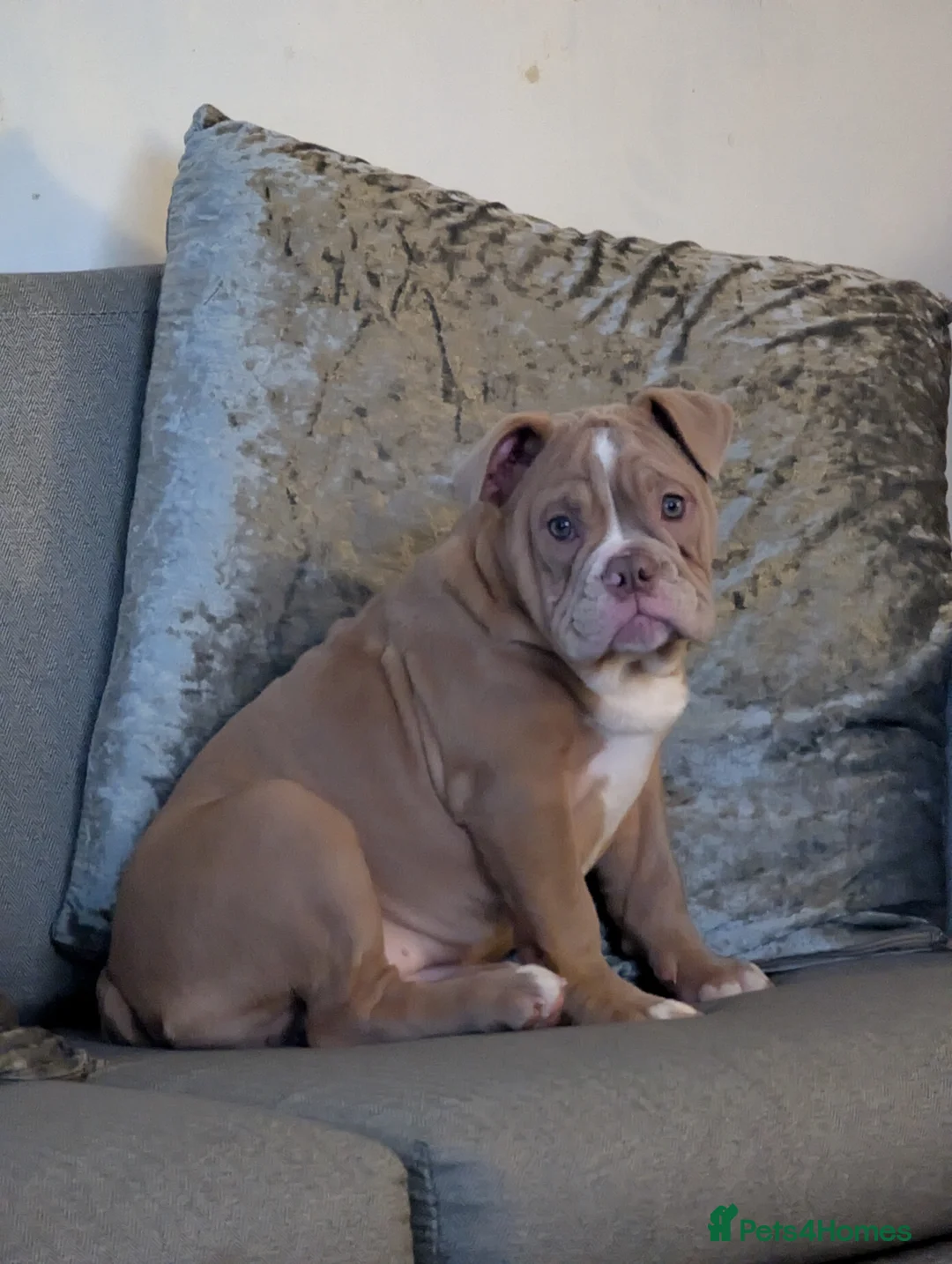 Mixed Breed dogs for sale: BEAUTIFUL GIRL LILAC OLD TYME BULLDOG  - Advert 2