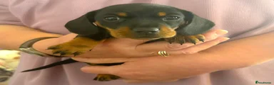 FEMALE - Black & Tan