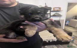 German Shepherd dogs for sale: German Shepherd pups - Advert 4