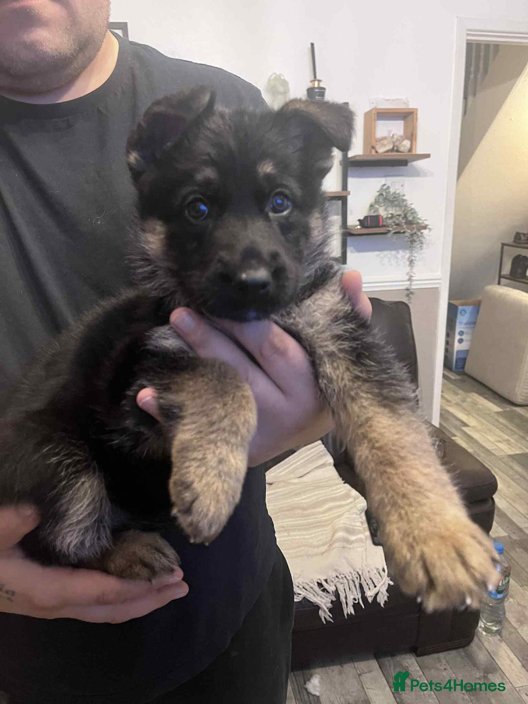 German Shepherd dogs for sale: German Shepherd pups - Advert 4