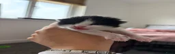 Mixed Breed cats for sale: Kittens  - Advert 5