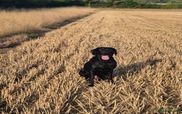 Labrador Retriever dogs for sale: Rehome lovely peach - Image 4