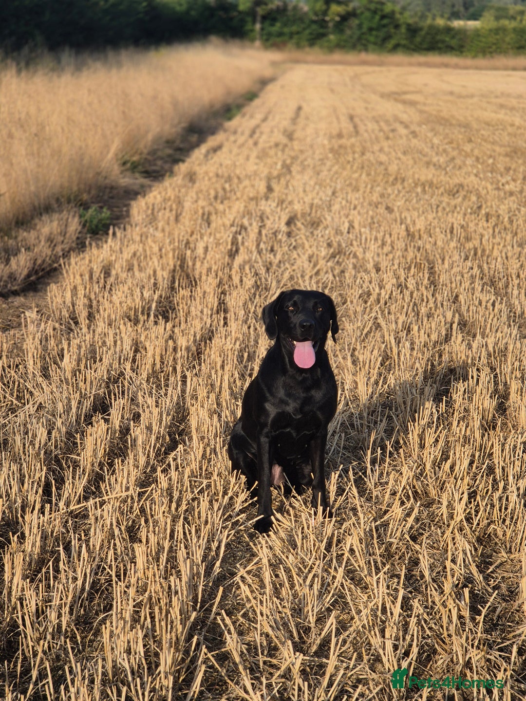 Labrador Retriever dogs for sale: Rehome lovely peach - Image 4