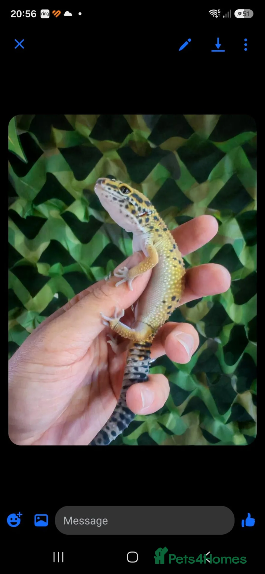 Leopard Gecko reptiles for sale: Juvenile Leopard Gecko and Set up in Wolverhampton - Advert 2
