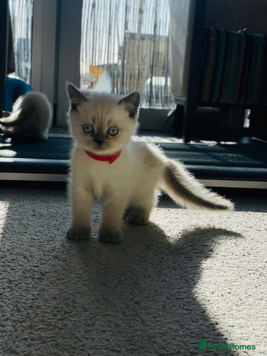 Scottish Fold cats for sale: Very Friendly Kittens, Pedigree Scottish Fold  - Advert 1