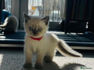 Scottish Fold cats Very Friendly Kittens, Pedigree Scottish Fold - Advert 7