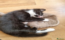 Mixed Breed cats for sale: Bengal x British Short Hair Kitten  - Image 14