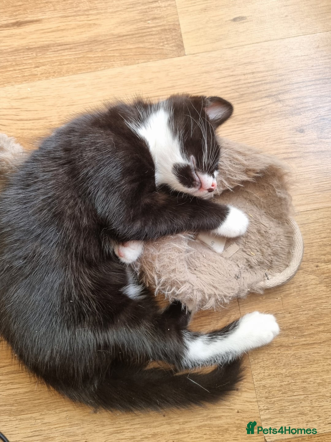 Mixed Breed cats for sale: Bengal x British Short Hair Kitten  - Image 14