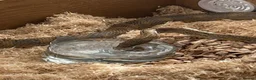 Corn Snake reptiles for sale: Healthy Adult Corn Snake (male) + Large Vivarium in Ashford - Advert 2