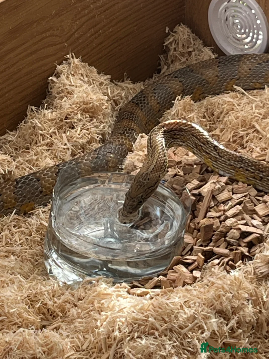 Corn Snake reptiles for sale: Healthy Adult Corn Snake (male) + Large Vivarium in Ashford - Advert 2