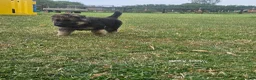 German Shepherd dogs for sale: 8 BIG German Shepherd Puppies  - Advert 11