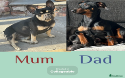Mixed Breed dogs for sale: Beautiful French wieners  - Image 11