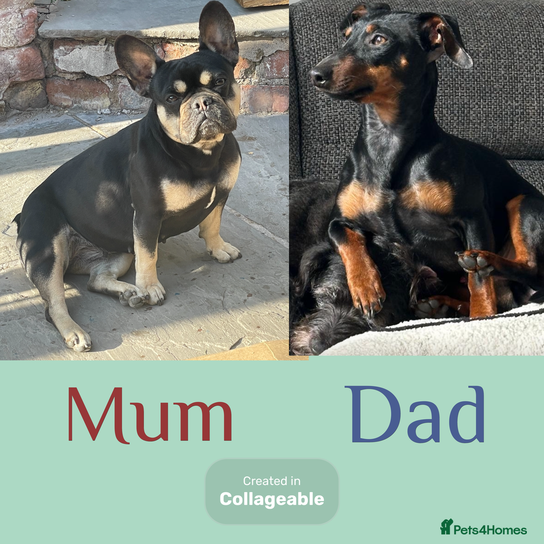 Mixed Breed dogs for sale: Beautiful French wieners  - Image 11