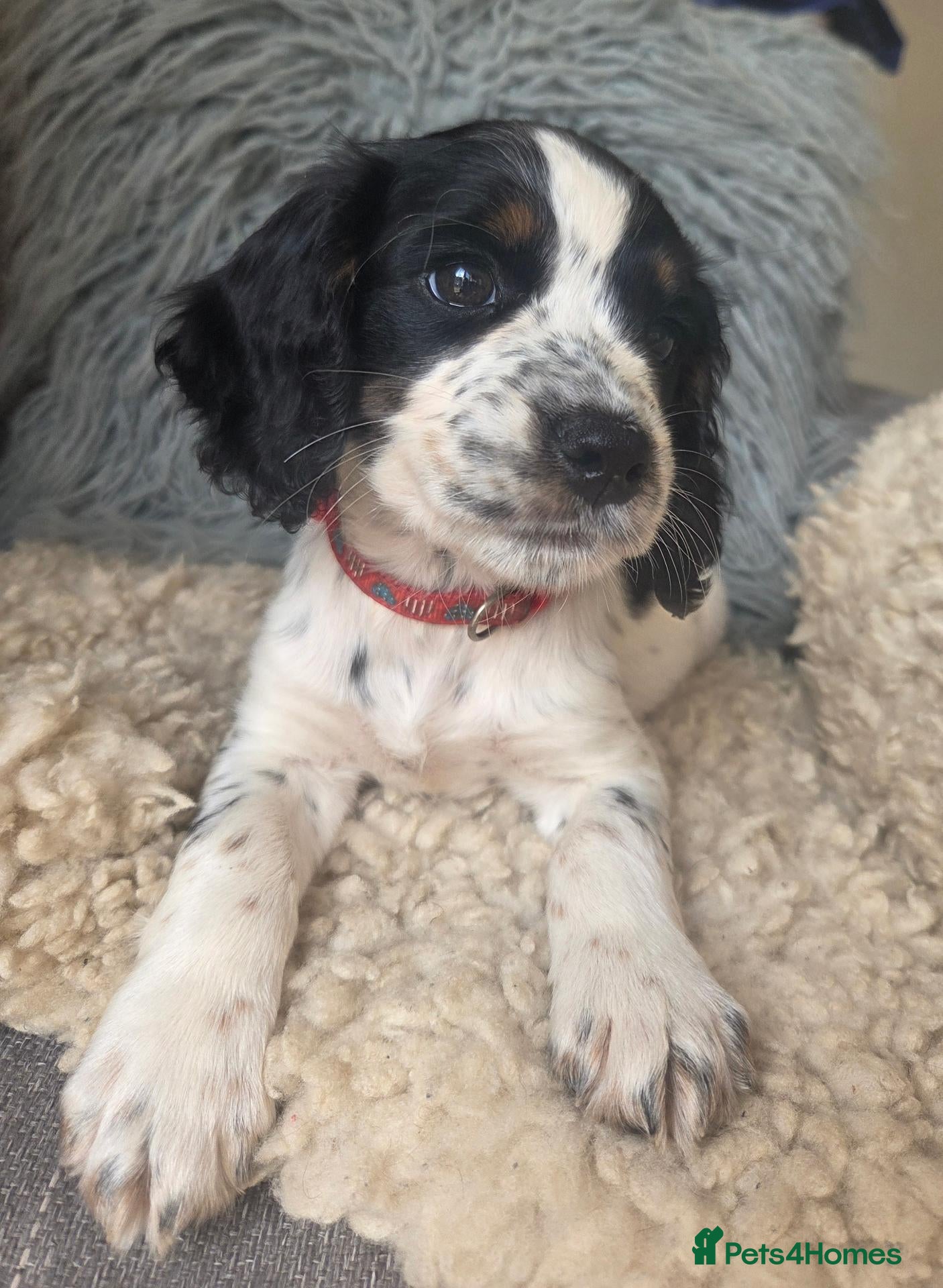 Cocker Spaniel dogs Tri/roan and tan Kc/health tested boys   - Advert 1