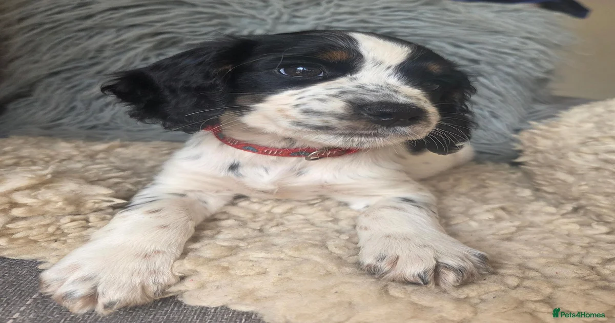 Puppies for sale in Devon | Pets4Homes